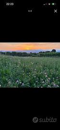 Fieno