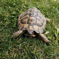 Testudo hermanni hermanni maschio