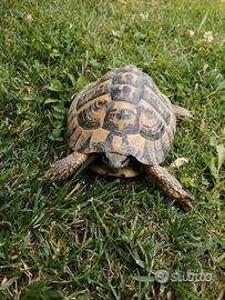 Testudo hermanni hermanni maschio