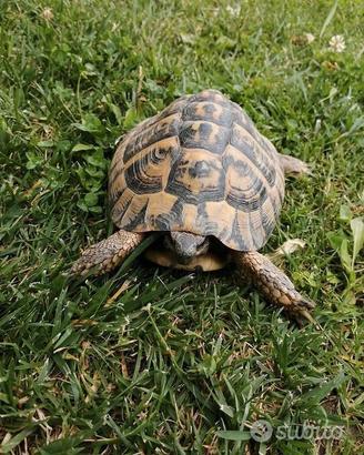Testudo hermanni hermanni maschio