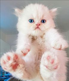 Gattino persiano