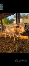 Toro piemontese da riproduzione