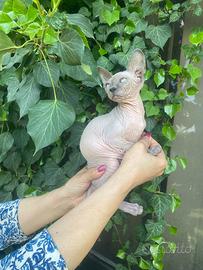 Gattina Sphynx