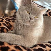 British shorthair