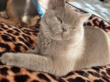 British shorthair