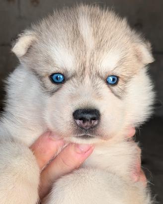 Cuccioli di Siberian Husky