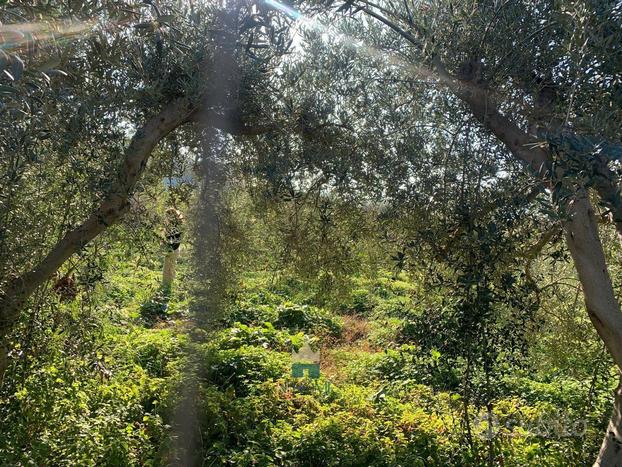 Terreno agricolo con magazzino rurale