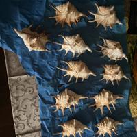 Conchiglie da esposizione