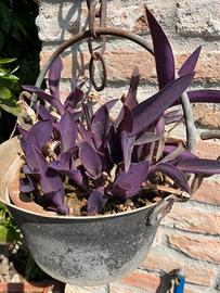 Piantine di tradescantia viola (erba miseria)
