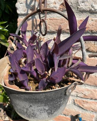 Piantine di tradescantia viola (erba miseria)