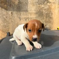 Jack Russel