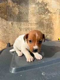 Jack Russel