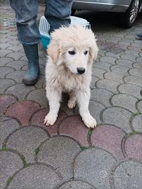 Cuccioli pastore maremmano