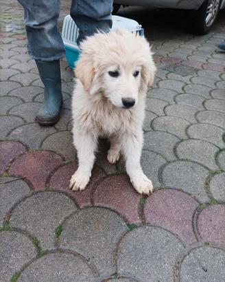Cuccioli pastore maremmano