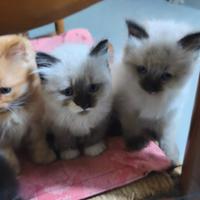 Gattino Tortie sacro di Birmania