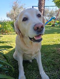 Labrador miele