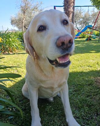 Labrador miele