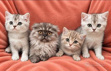Cuccioli di SCOTTISH silver, highland e spotted