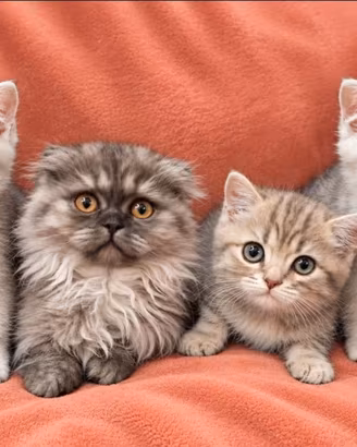 Cuccioli di SCOTTISH silver, highland e spotted