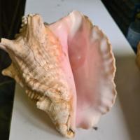 Conchiglia cm 30 x 20 circa