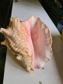 Conchiglia cm 30 x 20 circa