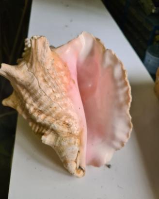 Conchiglia cm 30 x 20 circa