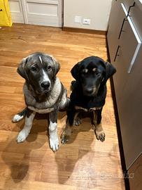 Pastore dell'Asia centrale