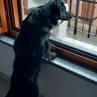 pet sitter disponibile