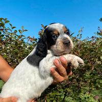 Cuccioli Setter Inglese