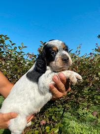 Cuccioli Setter Inglese