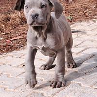 Cuccioli Cane Corso
