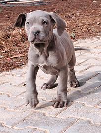 Cuccioli Cane Corso