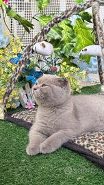 Gatto British e Scottish Fold