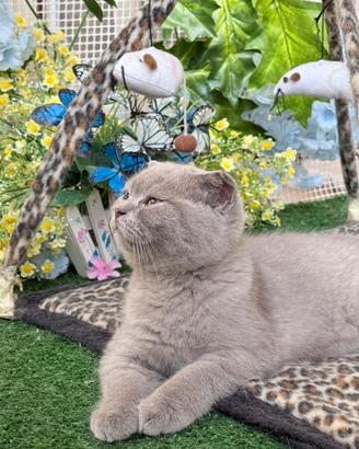 Gatto British e Scottish Fold
