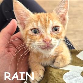 Rain micina rossa di 3 mesi