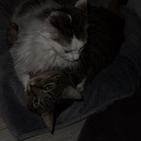 Gatte affettuose