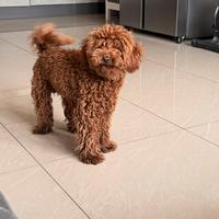 Barboncino nano 7 mesi maschio