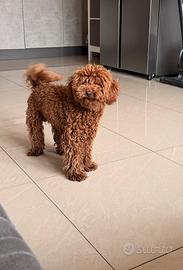 Barboncino nano 7 mesi maschio