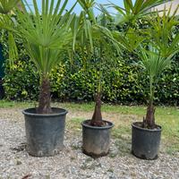 Palme ornamentali da giardino