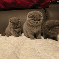 Cuccioli di Scottish