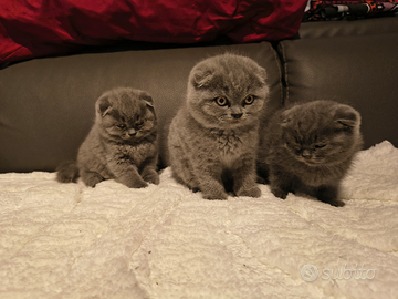 Cuccioli di Scottish