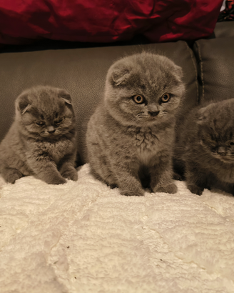 Cuccioli di Scottish