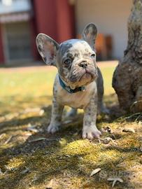 Bulldog francese