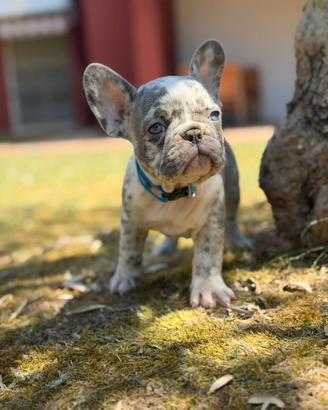 Bulldog francese