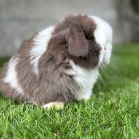 Minilop e conigli ariete nano