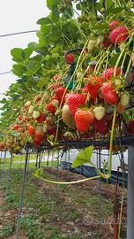 Terreno con serre di fragole fuori suolo