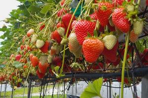 Terreno con serre di fragole fuori suolo