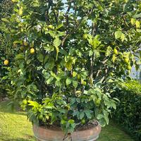 Piante ornentali limoni