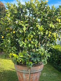 Piante ornentali limoni
