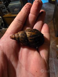 Lissachatina zanzibarica